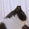 20190320104816.gif